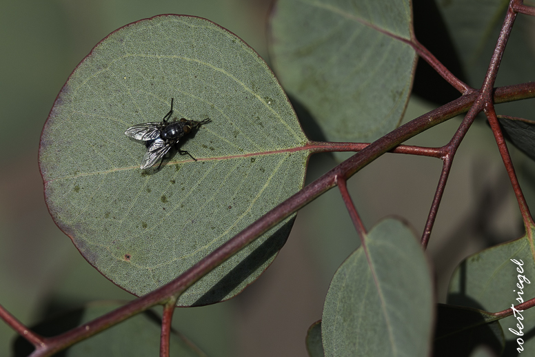 emily renzel wetlands 2026